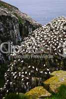 Cape St. Mary's Ecological Bird Sanctuary in Newfoundland