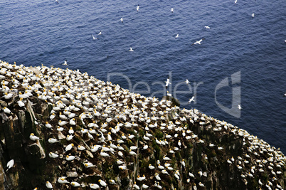 Gannets at Cape St. Mary's Ecological Bird Sanctuary