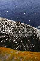 Gannets at Cape St. Mary's Ecological Bird Sanctuary