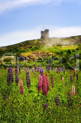 Garden lupin flowers at Signal Hill