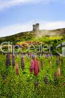 Garden lupin flowers at Signal Hill