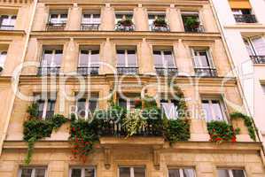 Windows with ivy