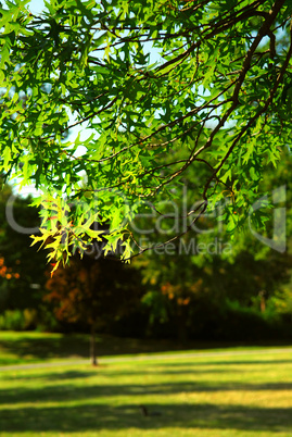 Green tree branch