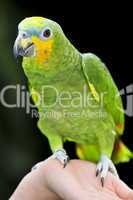 Yellow-shouldered Amazon parrot