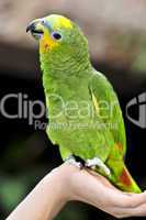 Yellow-shouldered Amazon parrot