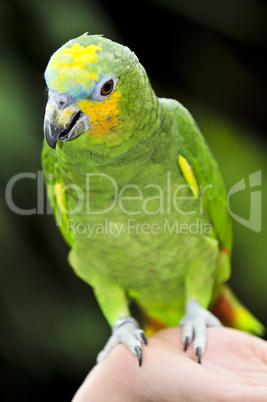 Yellow-shouldered Amazon parrot