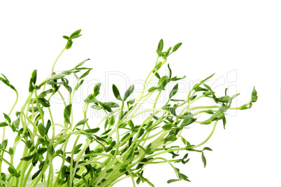 Green sprouts on white background