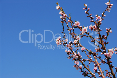 Blooming peach tree