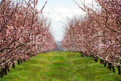 Blooming peach orchard
