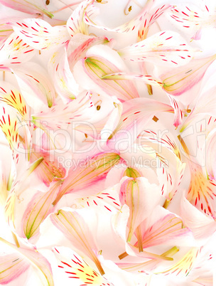 Flower petal background