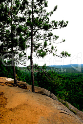 Pines on cliffs