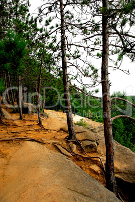 Pines on cliffs