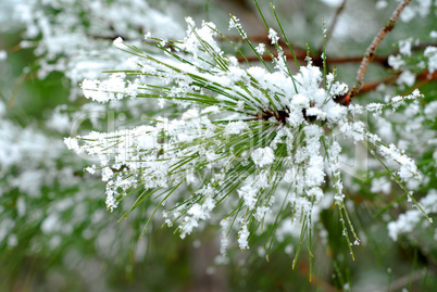 Snowy pine needles
