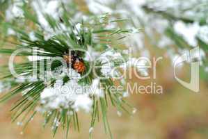 Snowy pine branch