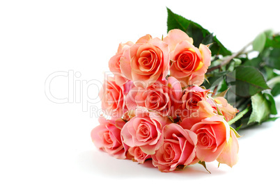 Pink rose bouquet on white