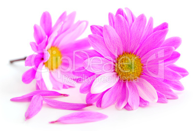 Pink flowers