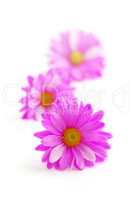 Pink flowers