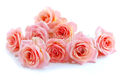 Pink roses on white