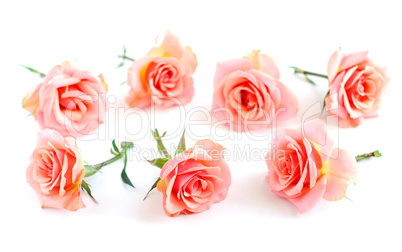 Rose blossoms