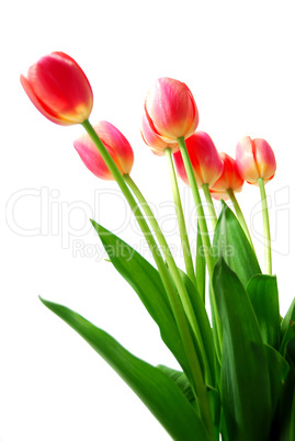 Pink tulips