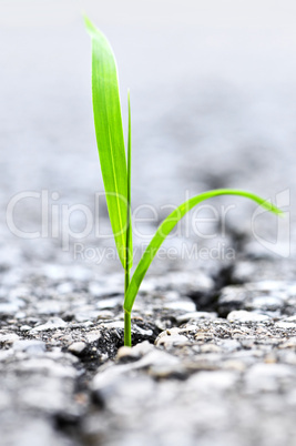 Grass growing from crack in asphalt