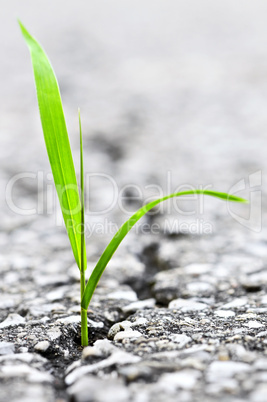 Grass growing from crack in asphalt