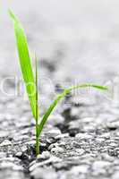 Grass growing from crack in asphalt