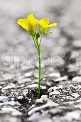 Flower growing from crack in asphalt