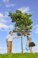 Planting a tree