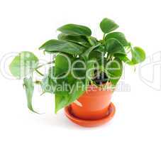 Houseplant on white background