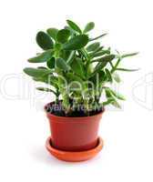 Houseplant on white background