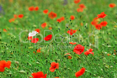 Poppies