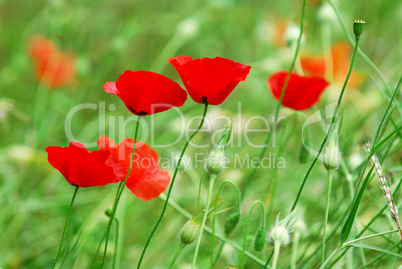 Poppies