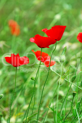 Poppies