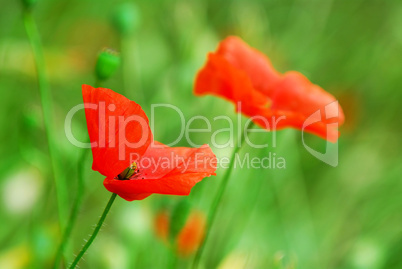 Poppies