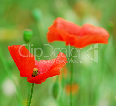 Poppies