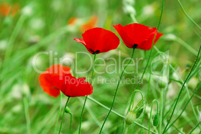 Poppies