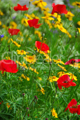 Poppies in a garden