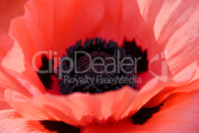 Poppy macro