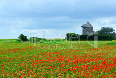 Windmill and poppy field