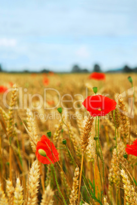 Grain and poppy field