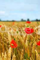 Grain and poppy field
