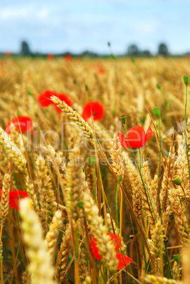 Grain and poppy field