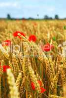 Grain and poppy field