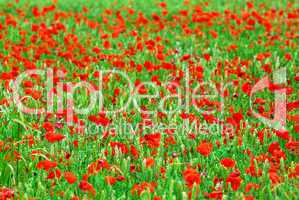 Grain and poppy field