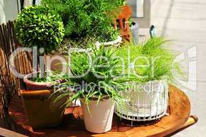 Potted green plants