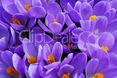 Purple crocus