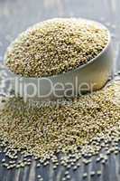 Quinoa grain closeup