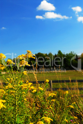 Rural landscape