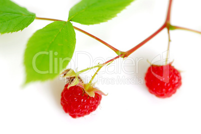 Raspberry branch white